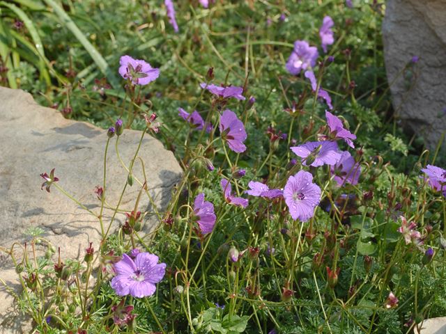 Geranium incanum flowering groundcover in rockery