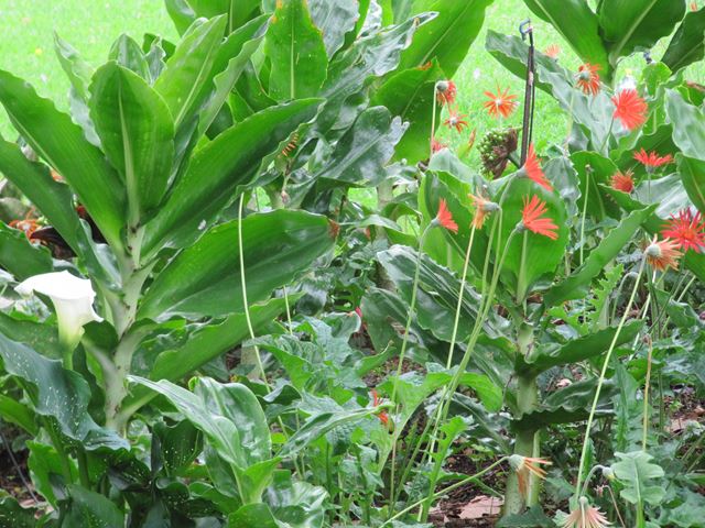 Gerbera jamesonii & Scadoxus magnificus