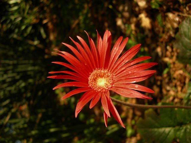 Gerbera jamesonii flower