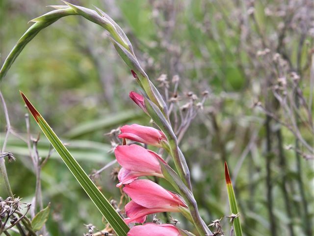 Gladiolus crassifolius meadow garden plant