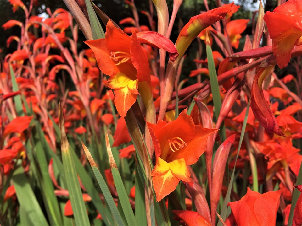 Gladiolus dalenii Papegaaigladiolus African Gladiolus isidwi esibomvu