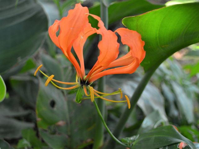 Gloriosa superba Flame Lily deciduous climbing bulb for semi shade