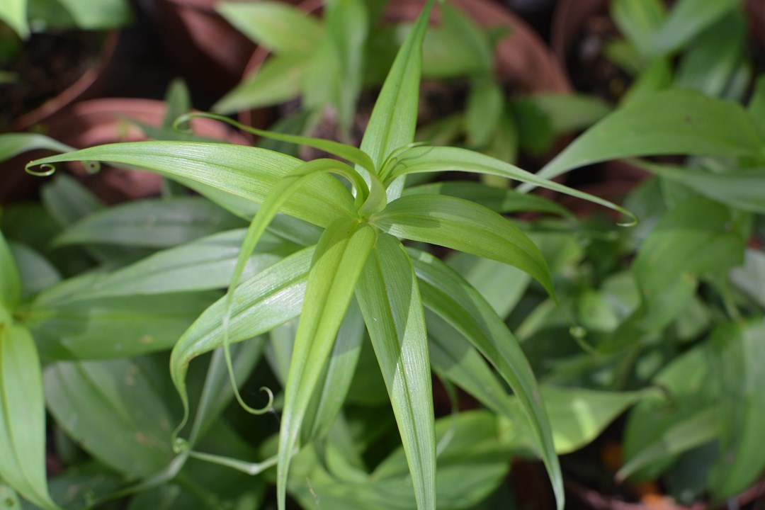 Gloriosa superba Flame lily Vlamlelie Ihlamvu