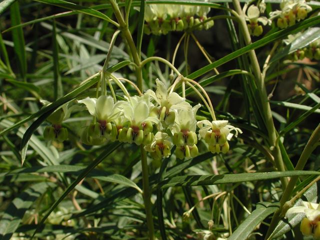 Gomphocarpus fruticosus flowers 4