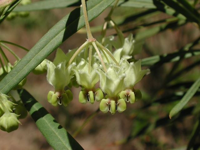 Gomphocarpus fruticosus inflorescence