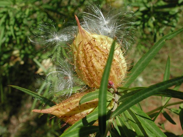 Gomphocarpus fruticosus mature seed pods with seed