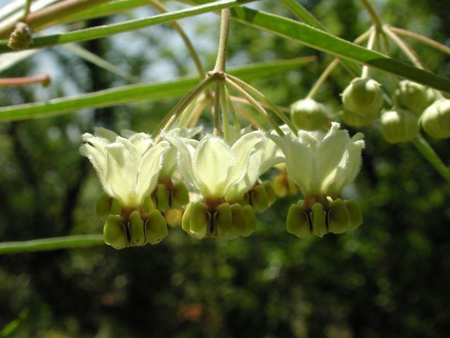 Gomphocarpus fruticosus pendulous flowers