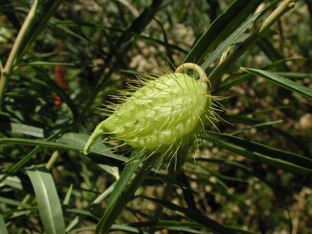 Gomphocarpus fruticosus ripening seed pod