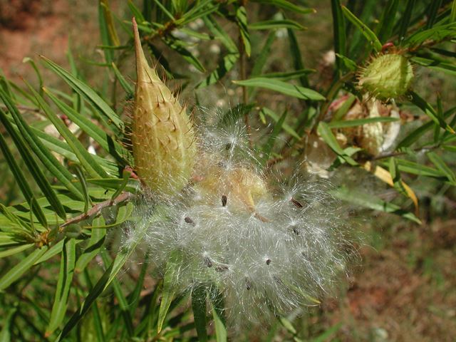Gomphocarpus fruticosus seed pod
