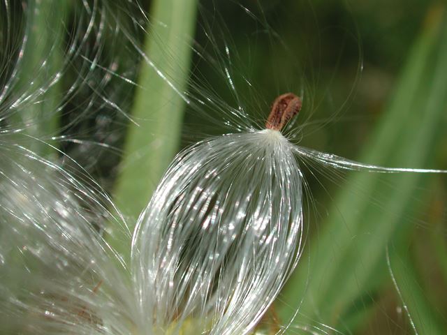 Gomphocarpus fruticosus silky haired seed
