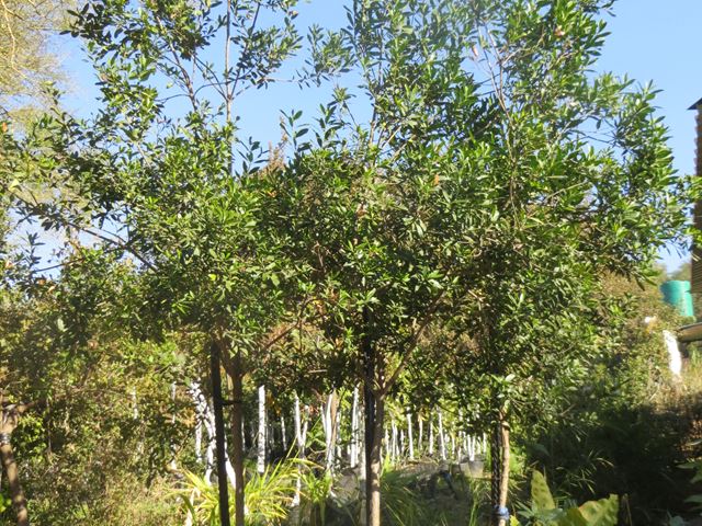 Gonioma kamassii yoiung trees at Random Harvest Nursery