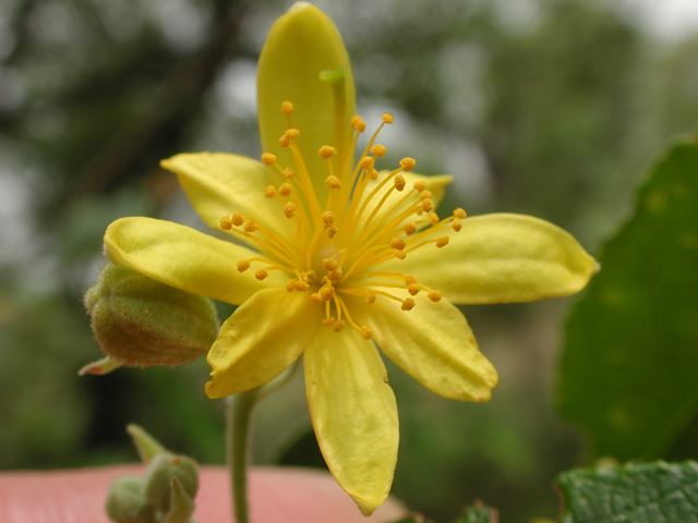 Grewia flava flower 1