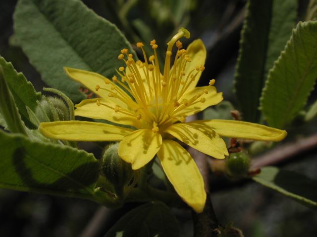 Grewia flava flower showing pistol and anthers