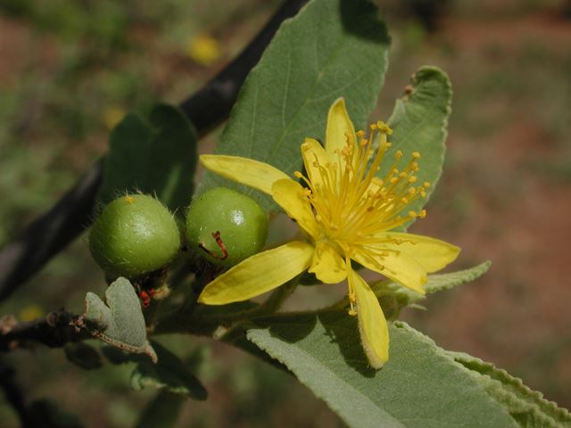 Grewia flava flower with unripe fruit