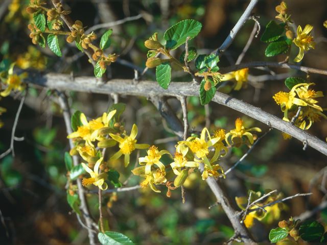 Grewia flava flowering branch