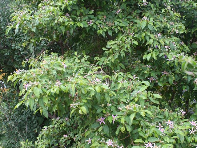Grewia occidentalis Shrub or small tree
