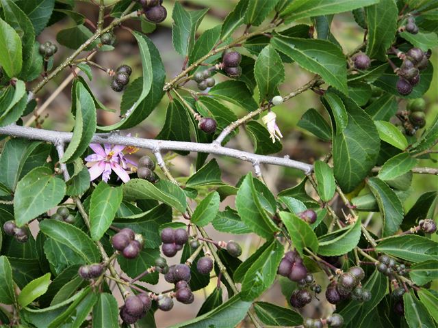 Grewia occidentalis edible fruit for birds