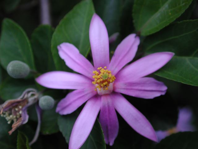 Grewia occidentalis flower 10
