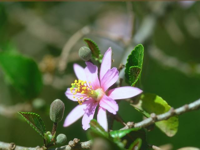 Grewia occidentalis flower 12