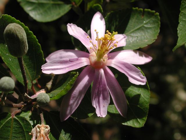 Grewia occidentalis flower 2