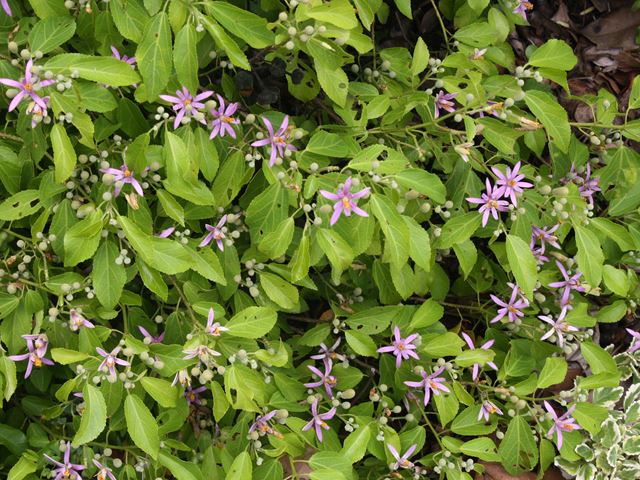 Grewia occidentalis flowering BirdLife SA Garden