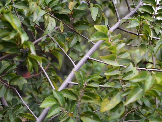 Grewia occidentalis grey brown bark