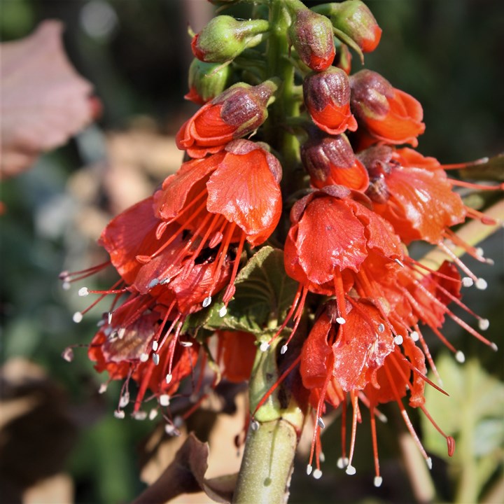 Greyia radlkoferi Wooly Bottlebrush Wollerige Baakhout Isidwadwa