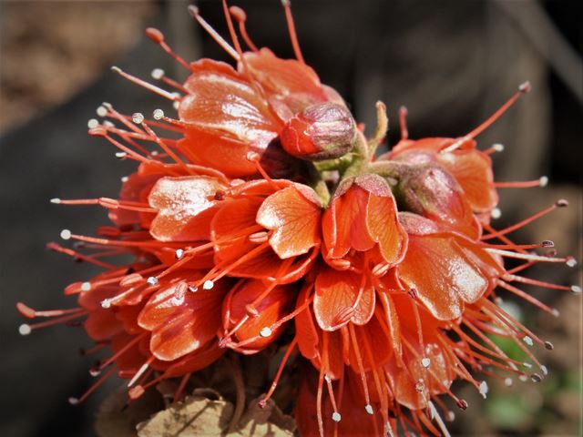 Greyia radlkoferi nectar plants for birds