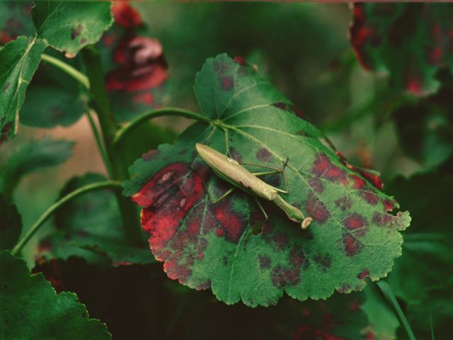 Greyia sutherlandii Natal Bottlebrush autumn leaf with praying mantis