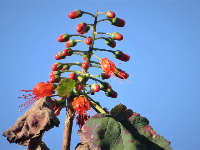 Greyia sutherlandii available at Random Harvest Indigenous Nursery