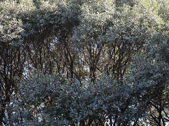 Grove of hardy Highveld Trees Euclea crispa
