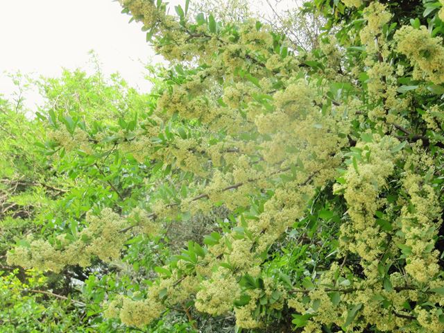 Gymnosporia buxifolia flowering security hedge