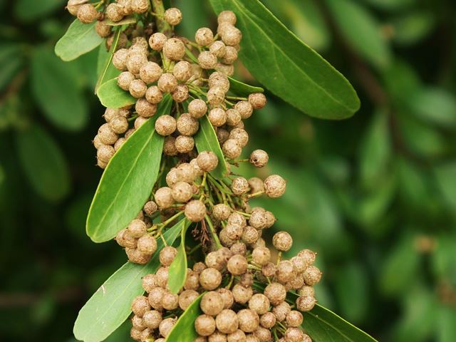 Gymnosporia buxifolia mature fruit