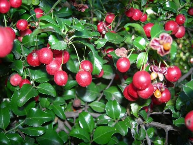 Gymnosporia harveyana ripe fruit for birds