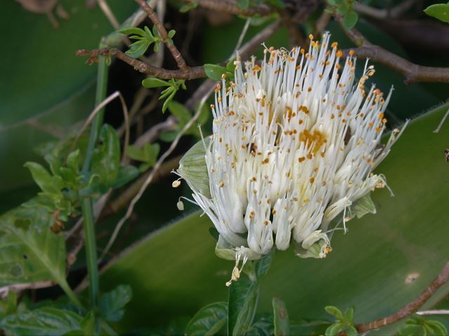 Haemanthus albiflos autumn flowering bulb