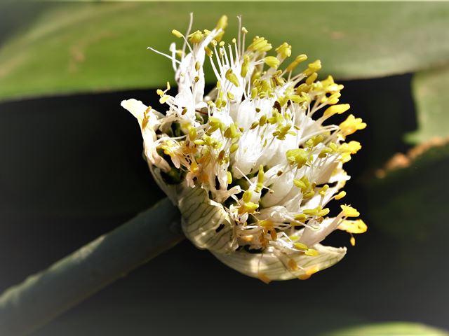 Haemanthus albiflos white inflorescence