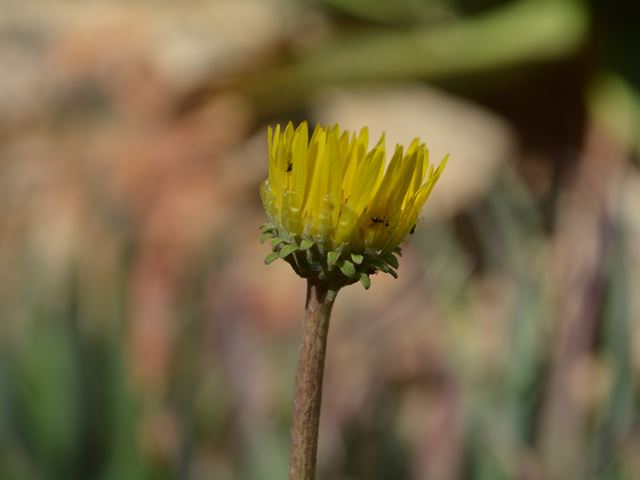 Haplocarpha scaposa flower opens in bright sunlight