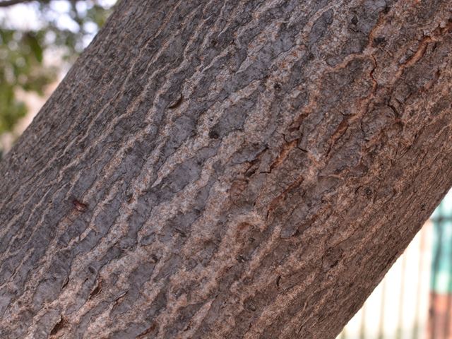 Harpephyllum caffrum bark