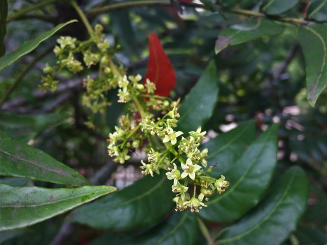 Harpephyllum caffrum flowers that attract pollinating insects