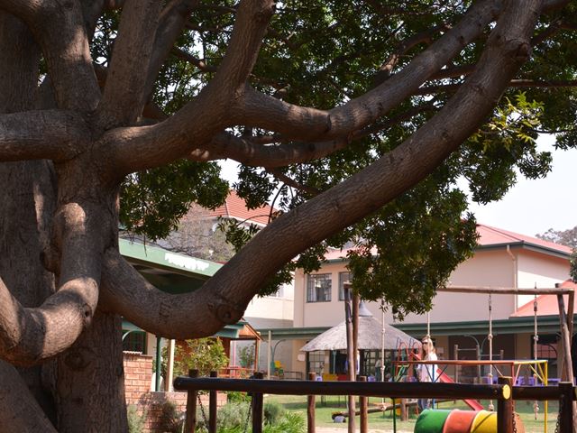 Harpephyllum caffrum playground shade tree
