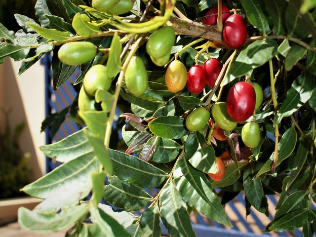 Harpephyllum caffrum ripe edible fruit