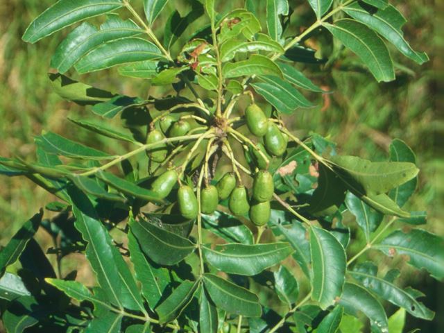 Harpephyllum caffrum unripe fruit