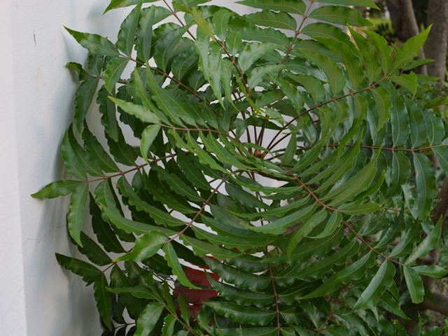 Harpephyllum caffrum whorled leaf arrangement