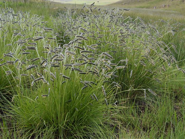 Harpochloa falx hardy ornamental indigenous grass