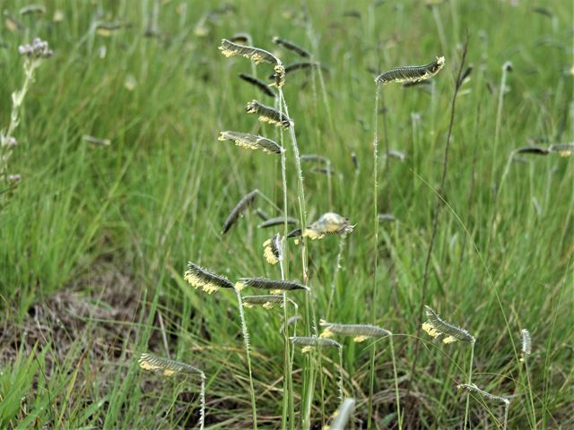 Harpochola falx in flower grassland Chrissiesmeer