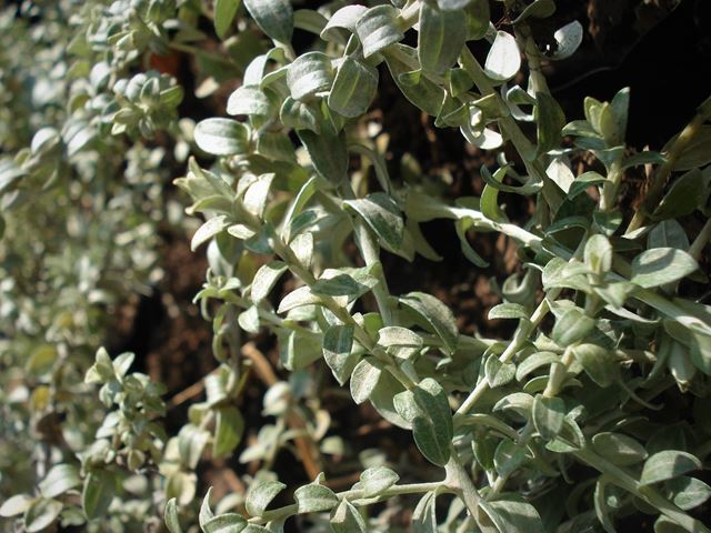 Helichrysum cymosum grey foliage plant