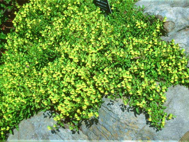 Hermannia saccifera flowers in rock garden
