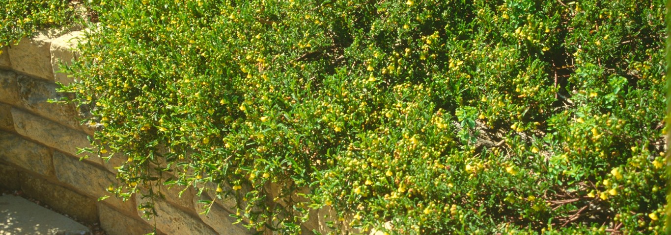 Hermannia saccifera