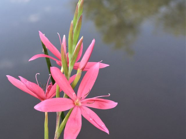 Hesperantha coccinea pink flowers waterside plant