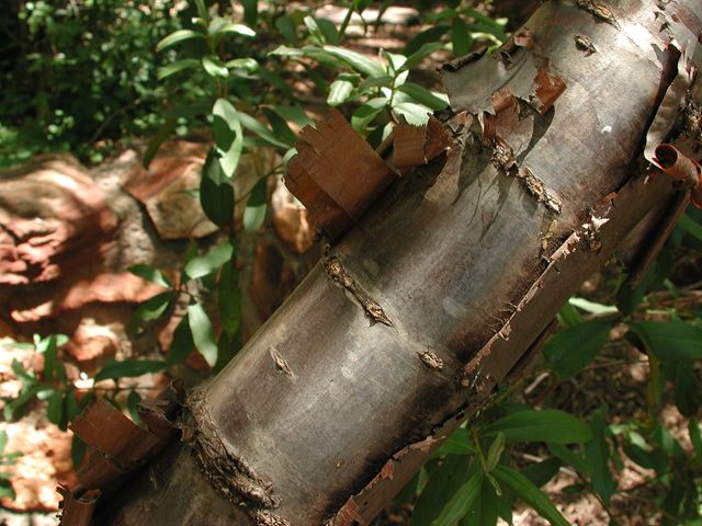 Heteromorpha trifoliata bark